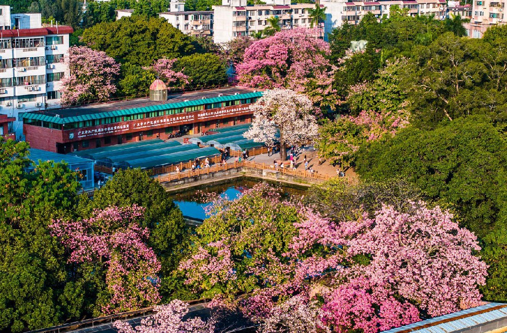 异木棉